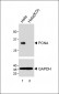 PCNA Antibody (C-term) [Knockout Validated]